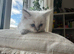 Litter of 6 Pedigree Ragdoll Kittens 11 weeks old