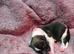 Gorgeous little black and white lhasa apso puppies born 9/8/26.