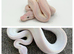Wanted ball python breeders