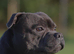Kc registered blue Staffordshire bull terrier puppies