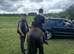 Stunning cob gelding