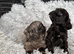 Beautiful Cockapoo puppies looking for there forever family home