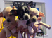 Stunning cutie chihuahua puppies