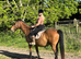 For share.16.3hh TB gelding 1/2 days per week