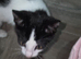 1 beautiful kitten