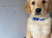 Golden retriever puppies