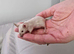 Baby Siamese mice for sale 6wls old