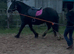 For sale dior 14.3hh mare
