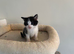 Gorgeous black and white kitten