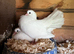 English fan tailed Dove&rsquo;s