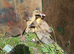 4 week old ducks.