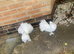 White Indian fantail pair