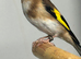 Goldfinch pairs, yellow black hooded Siskin and a pair of redpoll