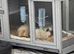 2 male young guineas need home