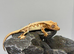 Red lilly white crested gecko