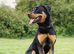Male Rottweiler