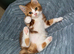 Red and white male tabby