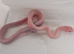 Rare blizzard cornsnake