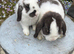 Gorgeous mini lops ready now