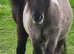Grullo (Black) Dun and White Miniature shetland colt