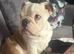 6 month old male English bulldog
