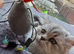 Ready Now - Kitten - 1 Male Chinchilla Silver Persian