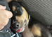 Staffy X pup