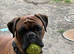 Beautiful red and white boxer puppies