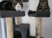 Sweet mixed breed male cat looking for a loving forever home