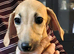 2 male lurcher puppies