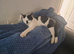 Kitten male