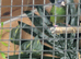 Lovely Pair of blue faced parrot finch