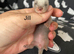 Litter of kits