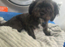 Black shorkie