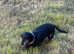 Miniature Dachshund female