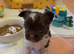 Adorable Tea cup Biro Boys Yorkshire terrier