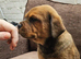 Cane corso x rottwieller pup