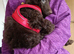 Beautiful Chocolate Brown Cockapoo Puppy