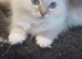 Beautiful Ragdoll kittens looking For the best homes