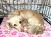 Cream Miniature Dachshund