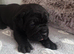 Cane Corso Pups