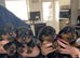 Rottwiller pups