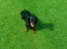 Female fluffy dachshund