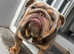STUD! BRONX British Bulldog! Full Suited Lilac + Tan