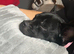French bulldog cross patterdale
