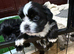 Puppy Shi Tzu
