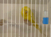 Exhibition lutino budgies