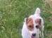 Parson Terrier pups for sale