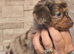 longhair miniature dachshunds