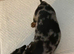 16 lovely puppies